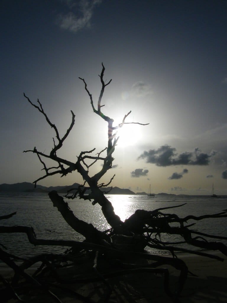 Tree branches piled on the beach in front of the ocean during sunset in the Seychelles
