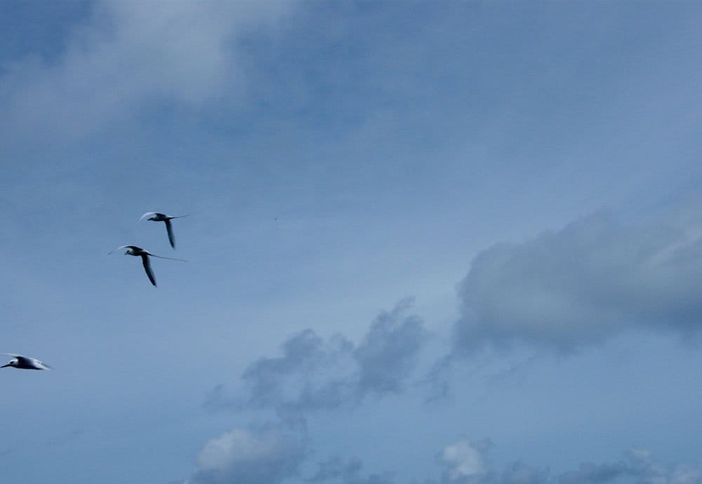 Fregatte birds on the blue sky in the Seychelles