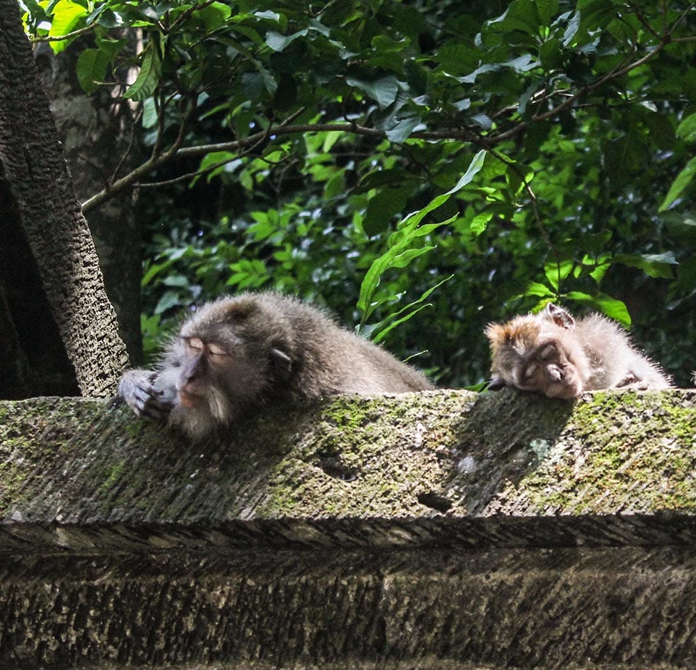 The monkey forest in Ubud is the place for monkey business in Bali. Here I share where to stay and how to make the most of a visit.