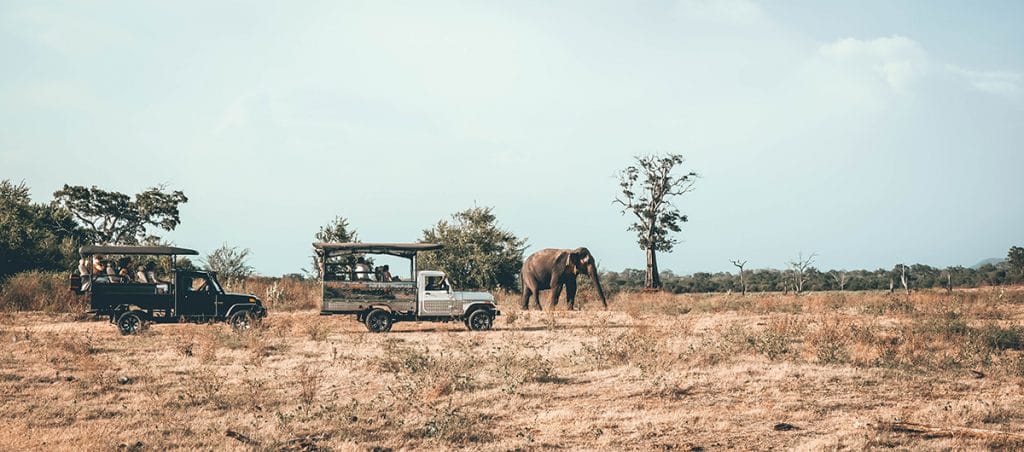 Safari vehicles and one elephant at Yala national park