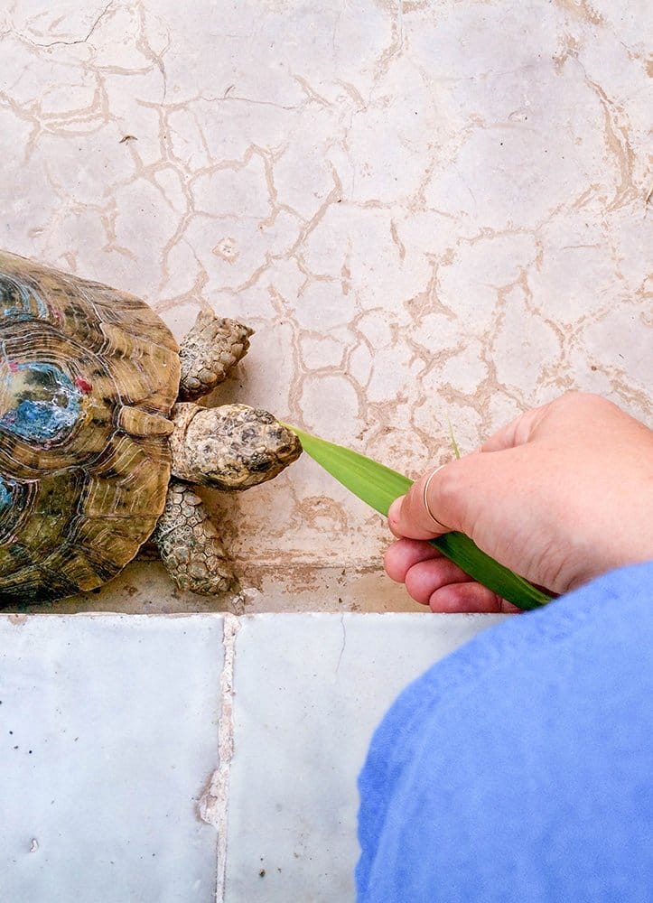 Hand feeding tortoise with a leaf