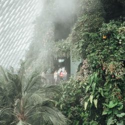 Cloud forest in Gardens on the Bay in Singapore