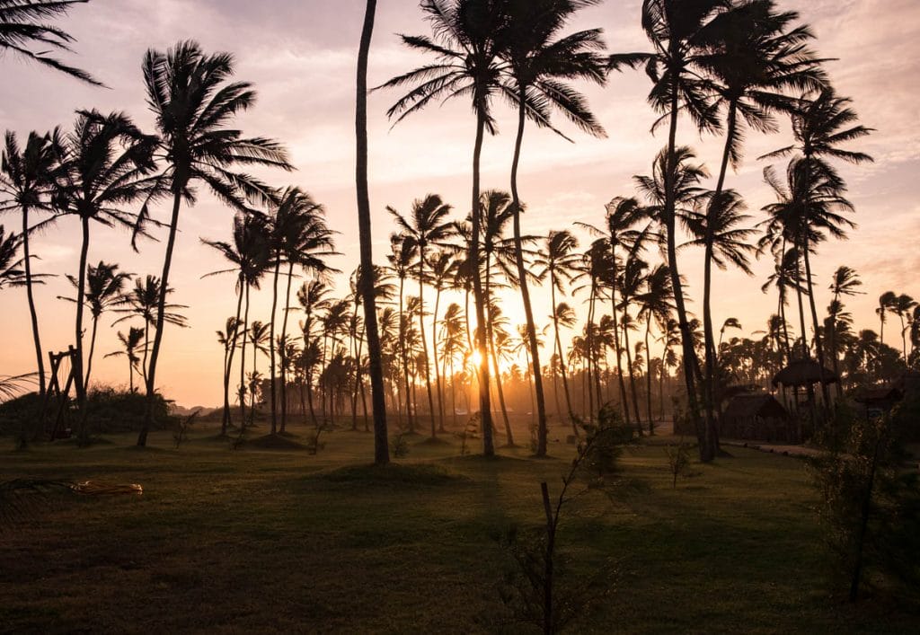 Sun setting behind grass with palm trees in Sri Lanka