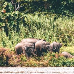 Pygmy Elephant family by the river in Borneo