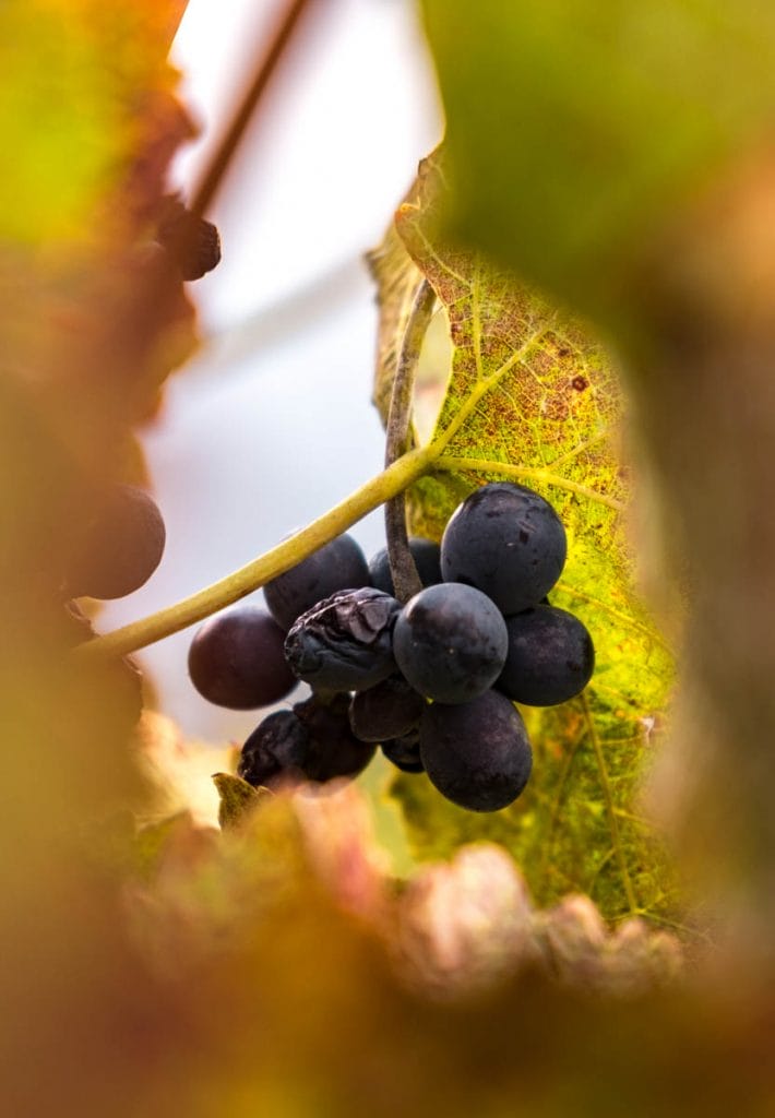 Close up of dark blue grapes