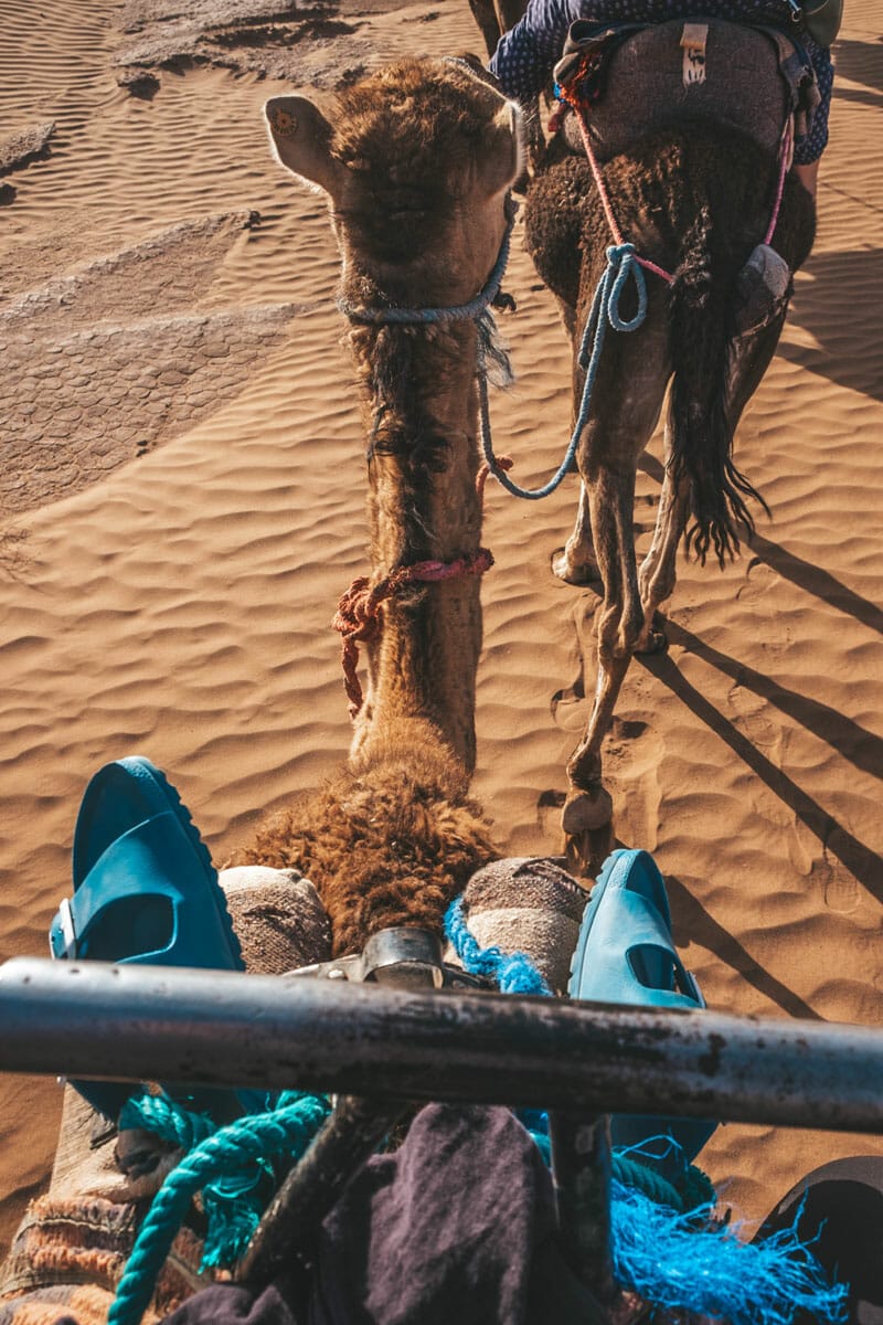 Birkenstocks on the saddle of a camel