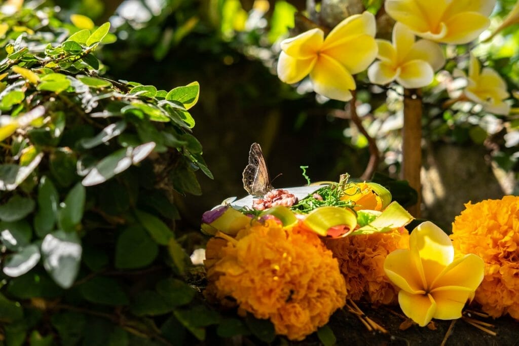 Balinese Offering with marigolds and butterfly